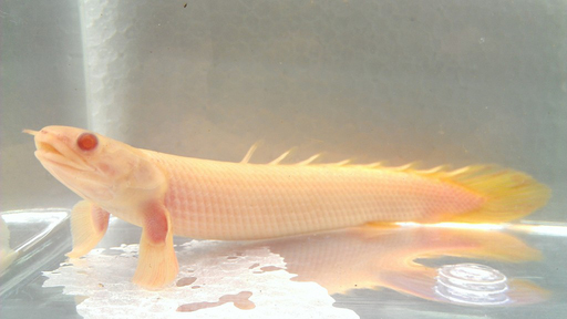 Полиптерус сенегальский альбинос (Polypterus senegalus var.Albino)