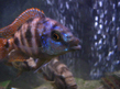 Пласидохромис миломо (Placidochromis milomo)