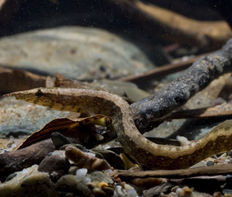 Макрогнатус кофейный (Macrognathus circumcinctus)