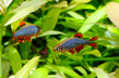 Микрорасбора галактика (Danio margaritatus)