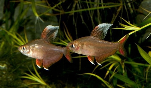 Орнатус белоплавничный (Hyphessobrycon var.White fin)