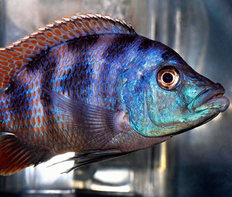 Пласидохромис миломо (Placidochromis milomo)