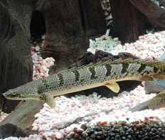 Полиптерус Дельхези (Polypterus delhezi)