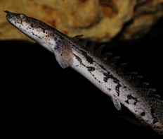 Полиптерус Эндлихера (Polypterus endlicheri)