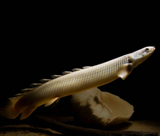 Полиптерус сенегальский (Polypterus senegalus)