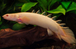 Полиптерус сенегальский альбинос (Polypterus senegalus var.Albino)