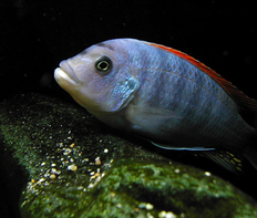 Псевдотрофеус Грешаки (Pseudotropheus greshakei)