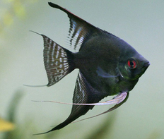 Скалярия черная (Pterophyllum scalare var.Black)