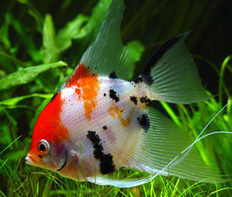 Скалярия трехцветная (Pterophyllum scalare var.Koi)