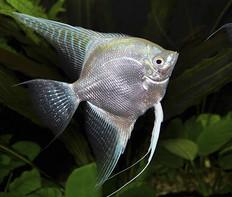 Скалярия платиновая (Pterophyllum scalare var.Platinum)