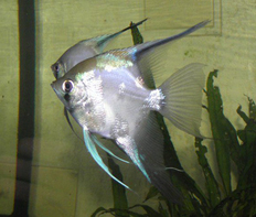 Скалярия "Параиба" (Pterophyllum scalare var.)