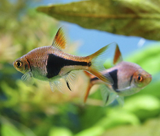 Расбора клиновидная (Rasbora heteromorpha)