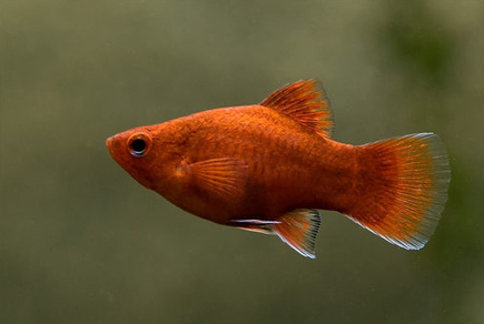 Пецилия красная (Xiphophorus maculatus var.Red)