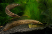 Макрогнатус глазчатый (Macrognathus aculeatus)