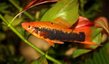 Меченосец красно-черный (Xiphophorus hellerii var.)
