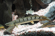 Полиптерус Дельхези (Polypterus delhezi)