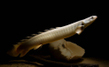 Полиптерус сенегальский (Polypterus senegalus)