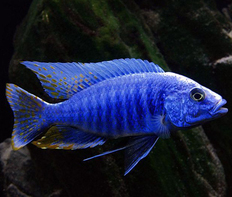 Хаплохромис васильковый (Sciaenochromis ahli)