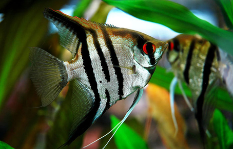 Скалярия зебра (Pterophyllum scalare var.Zebra)