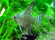 Скалярия леопардовая (Pterophyllum scalare var.Leopard)