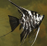 Скалярия мраморная (Pterophyllum scalare var.Marble)