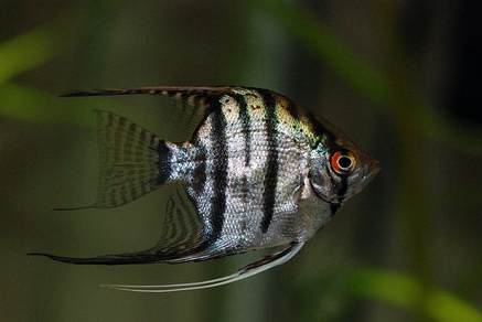 Скалярия зебра (Pterophyllum scalare var.Zebra)