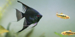 Скалярия черная (Pterophyllum scalare var.Black)