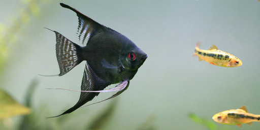 Скалярия черная (Pterophyllum scalare var.Black)