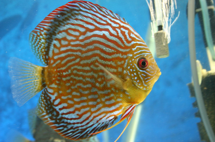 Дискус "Туркис красный" (Symphysodon aequifasciata var.Turquoise Red)