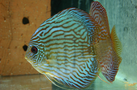 Дискус "Туркис синий" (Symphysodon aequifasciata var.Turquoise Blue)