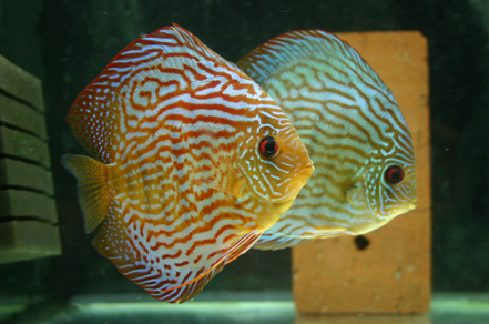 Дискус "Туркис красный" (Symphysodon aequifasciata var.Turquoise Red)