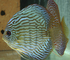 Дискус "Туркис синий" (Symphysodon aequifasciata var.Turquoise Blue)