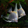 Скалярия платиновая (Pterophyllum scalare var.Platinum)