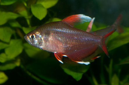 Орнатус белоплавничный (Hyphessobrycon var.White fin)