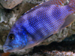 Пласидохромис миломо (Placidochromis milomo)