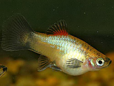 Пецилия голубая – коралловая (Xiphophorus maculatus var.Blue coral)