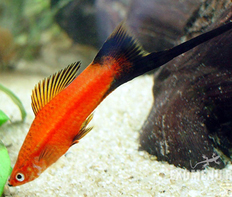 Меченосец чернохвостый (Xiphophorus hellerii var.)