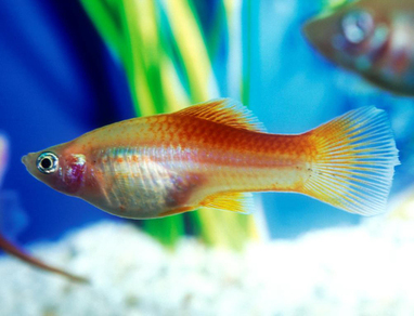 Пецилия красная – коралловая (Xiphophorus maculatus var.Red coral)