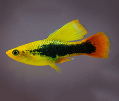 Пецилия гавайская (Xiphophorus maculatus var.Hawaiian)