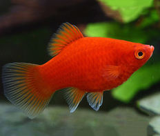 Пецилия красная (Xiphophorus maculatus var.Red)