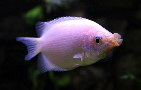 Гурами целующийся (Helostoma temminkii)