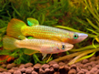 Аплохейлус линеатус золотистый (Aplocheilus lineatus var.Gold)