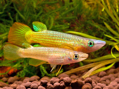 Аплохейлус линеатус золотистый (Aplocheilus lineatus var.Gold)