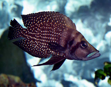 Альтолампрологус кальвус "Черногрудый" (Altolamprologus calvus var.Black)