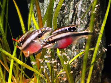 Пельвикахромис крибенсис (Pelvicachromis pulcher)