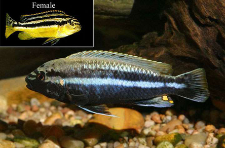 Меланохромис золотой (Melanochromis auratus)