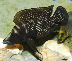 Альтолампрологус кальвус "Черногрудый" (Altolamprologus calvus var.Black)