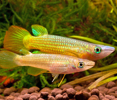 Аплохейлус линеатус золотистый (Aplocheilus lineatus var.Gold)