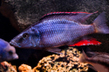 Димидиохромис длиннорылый (Dimidiochromis compressiceps)