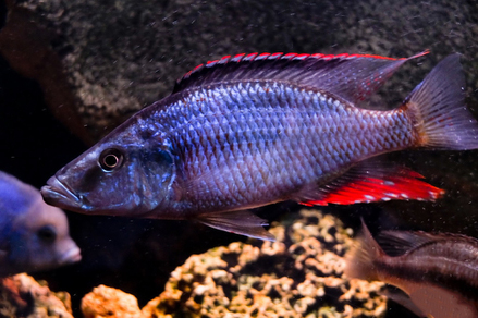 Димидиохромис длиннорылый (Dimidiochromis compressiceps)